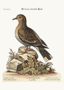 La colombe indienne brune, 1749-73